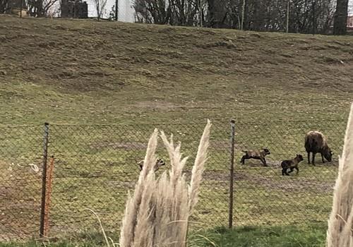 Blick auf kleine Schafweide