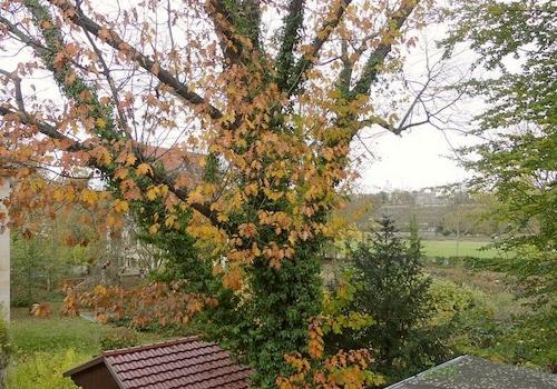 Herbstblick zur Elbe (rechts)