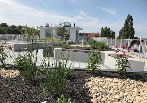 allgemeiner Dachgarten