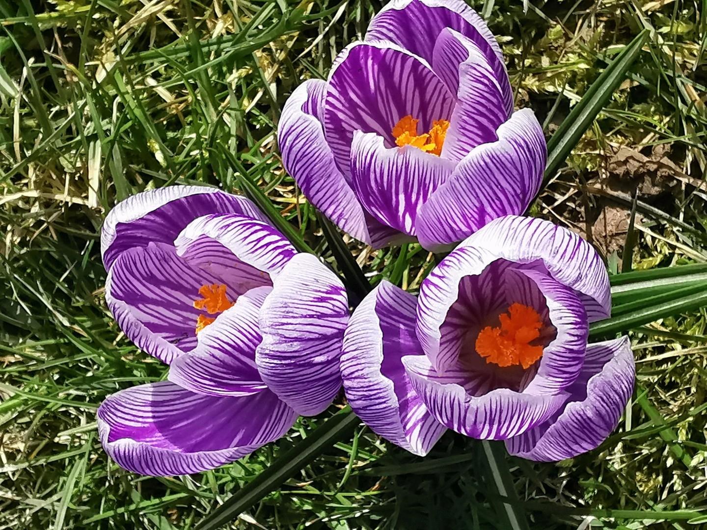Frühling im Garten