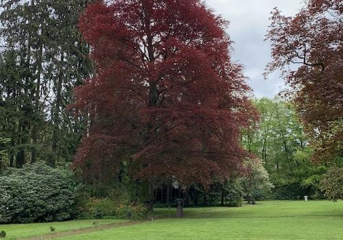 Alter Baumbestand im Park