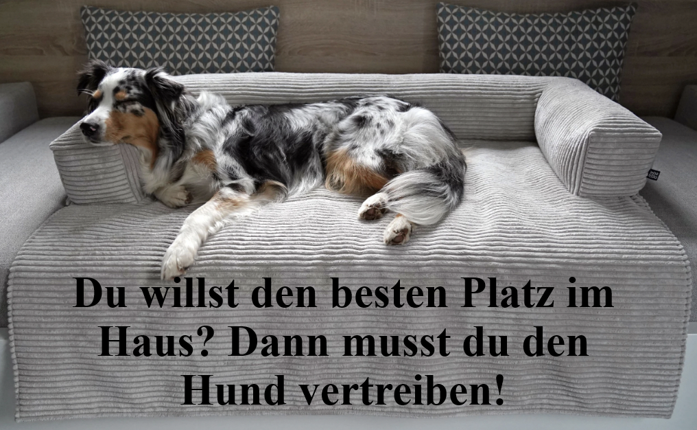 Hund