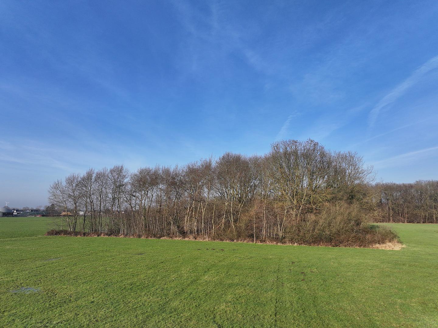 Blick auf den Waldbestand 