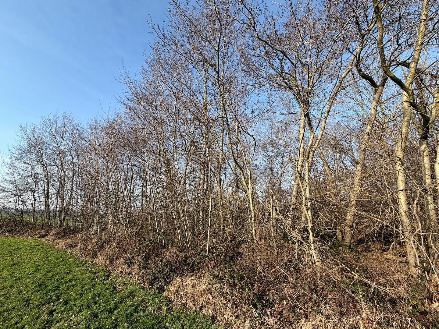 am Rand des Waldbestands 