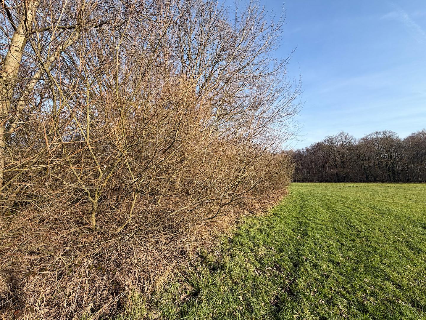 Blick über das Grünland + Wald 