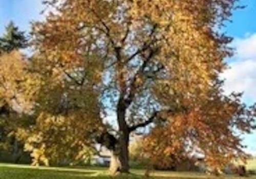 Das Grundstück im Herbst