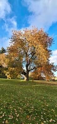 Das Grundstück im Herbst
