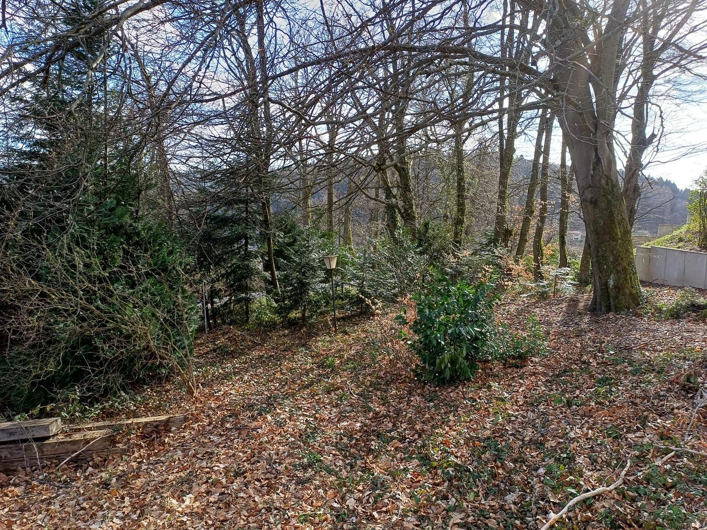 der kleine Wald