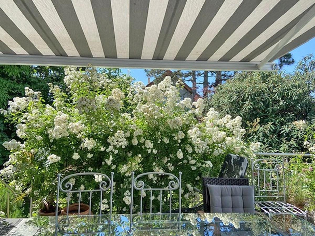 Blütenbusch an der Terrasse