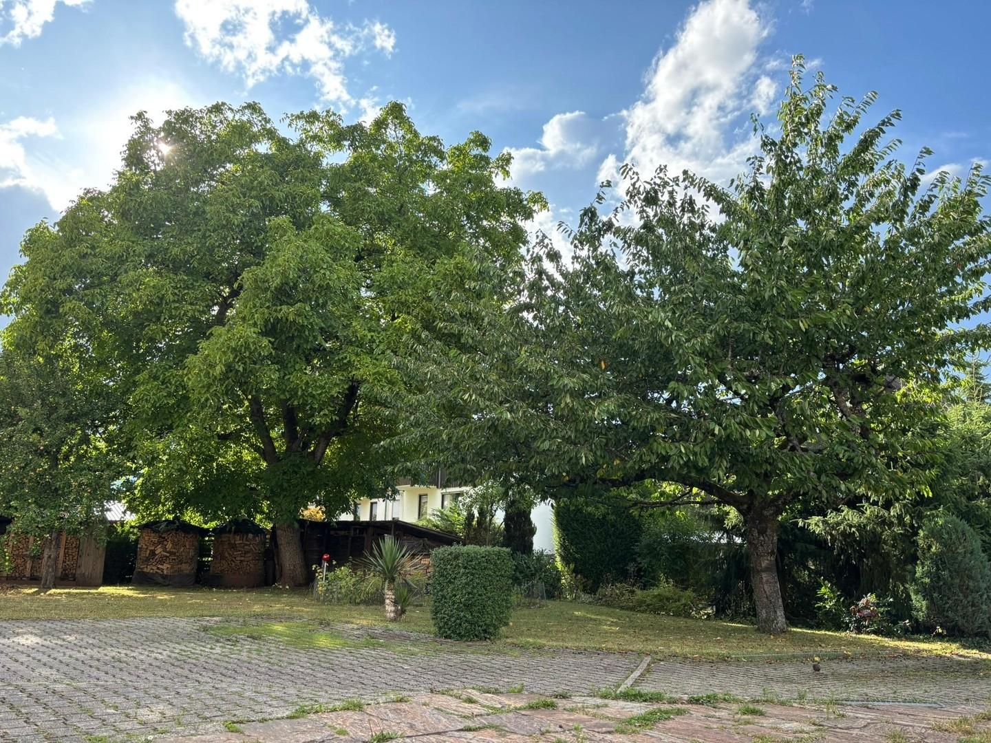 Nussbaum und Kirschbaum