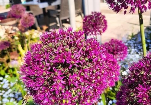 Blütenpracht an der Terrasse