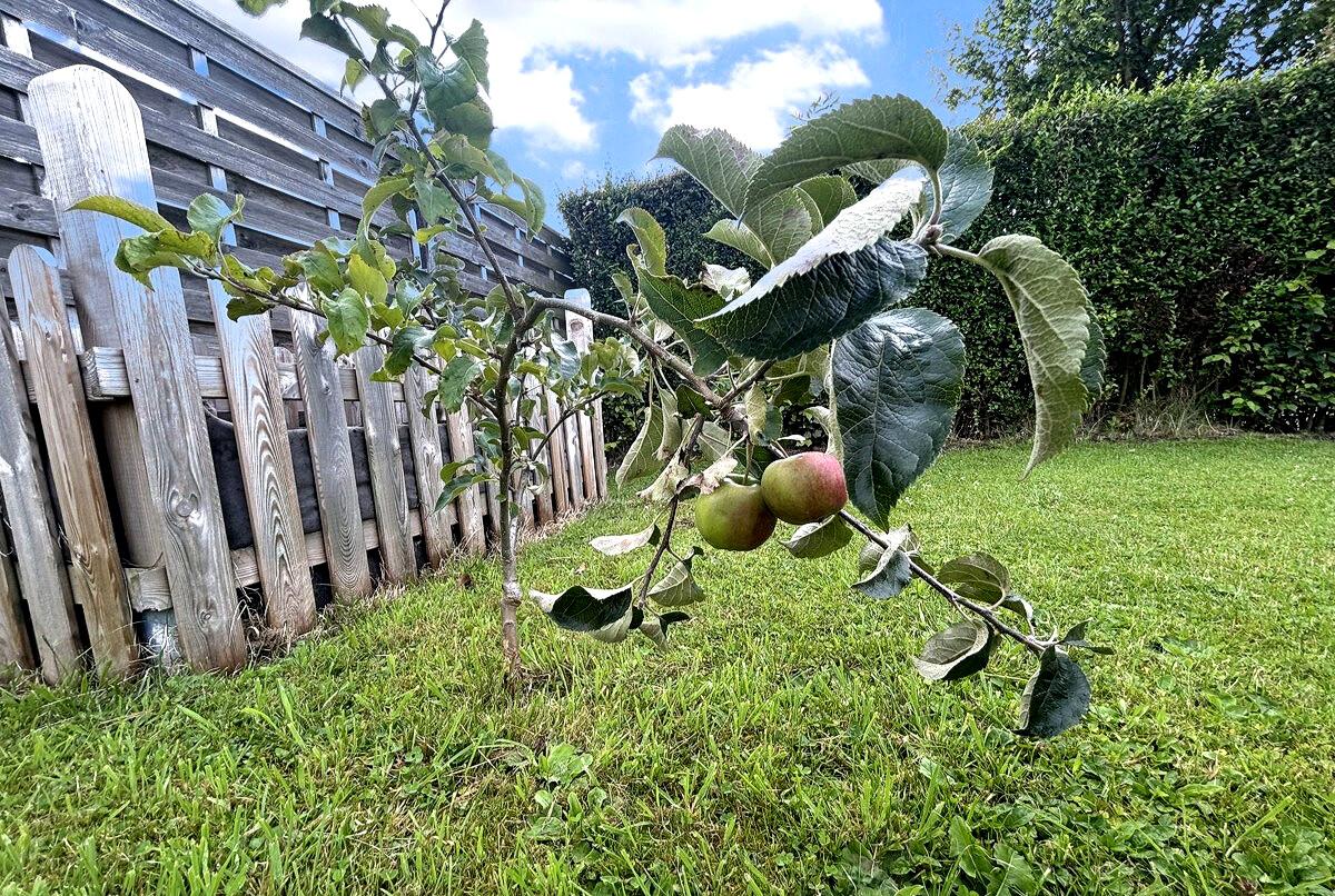Kleiner Apfelbaum im Garten