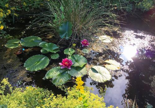 Gartenteich