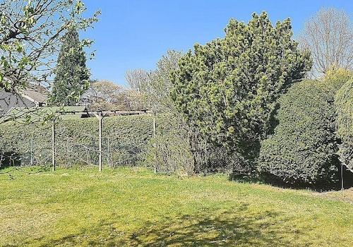 Garten / Blick Beerensträucher