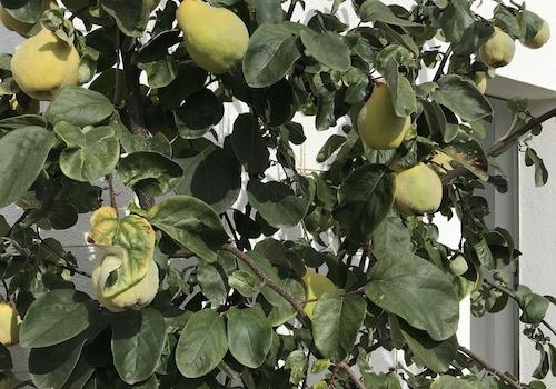 Garten: Quitten beim Whirlpool