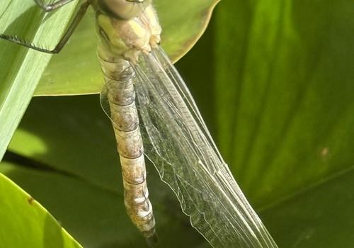 neues Leben am Teich