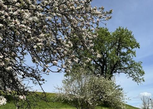 Besonderes Anwesen in Alleinlage mit Bergsicht – voll erschlossen, sofort rentabel, erweiterbar – Leutkirch Baden-Württemberg, de – Vorschaubild 3