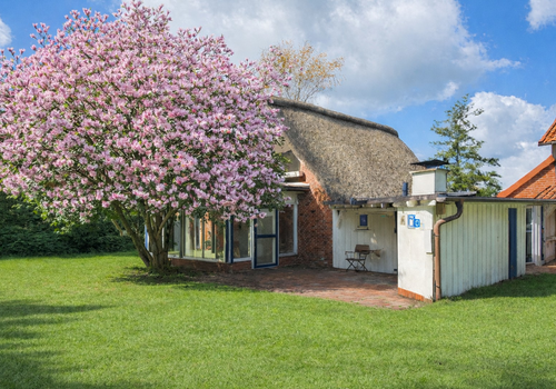 Tulpenbaum in der Blüte