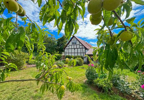 ...inkl. Obstgarten