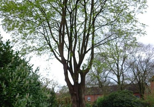 Ahornbaum im Vorgarten