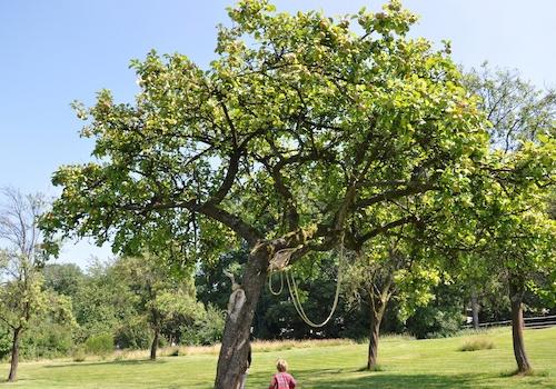Streuobstwiese