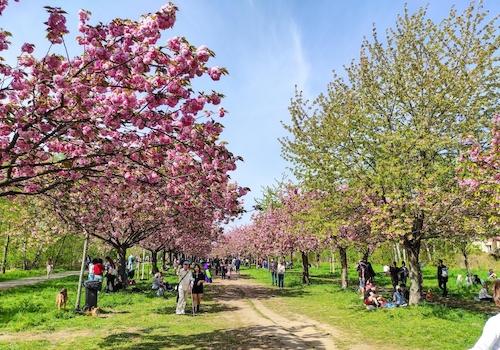 Umgebung: Kirschblütenallee
