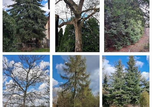 Auszug vom Baumbestand