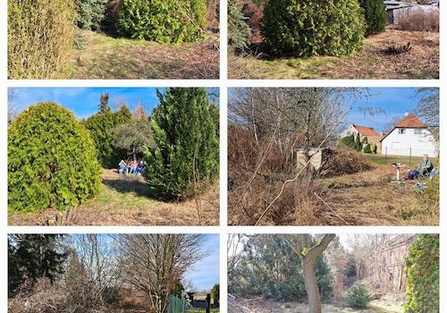 Koniferen hinterer Teil