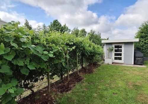 Garten - Gartenhaus- Weinreben