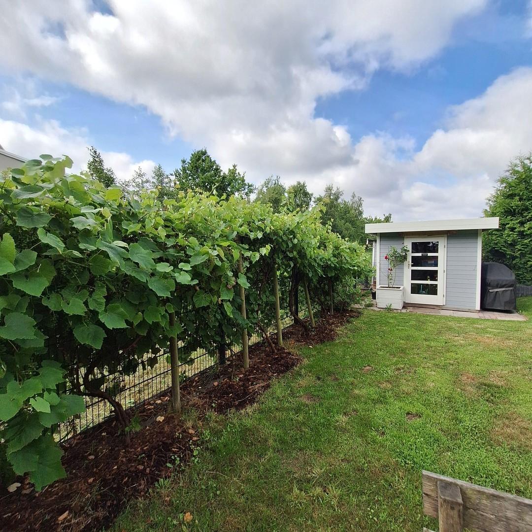 Garten - Gartenhaus- Weinreben