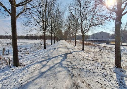 Winterimpressionen - Allee