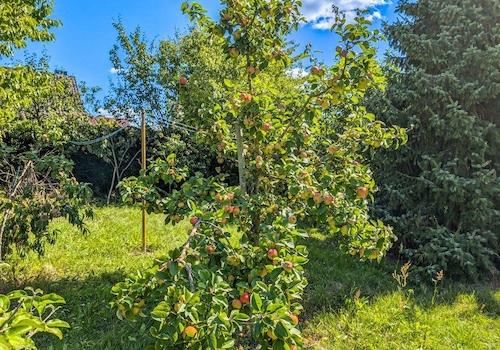 Prallgefüllter Apfelbaum