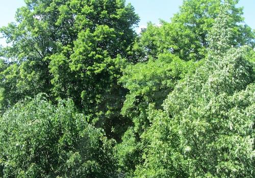 Umgebung ... alter Baumbestand