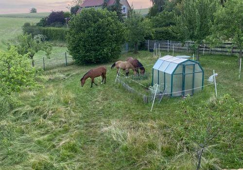 Obstwiese Gewächshaus