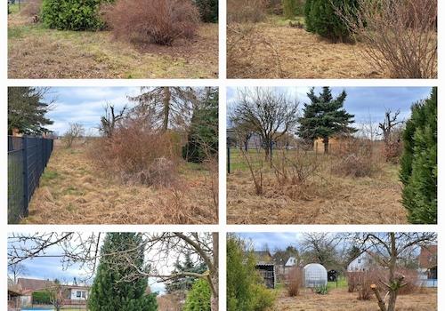 Koniferen hinterer Teil