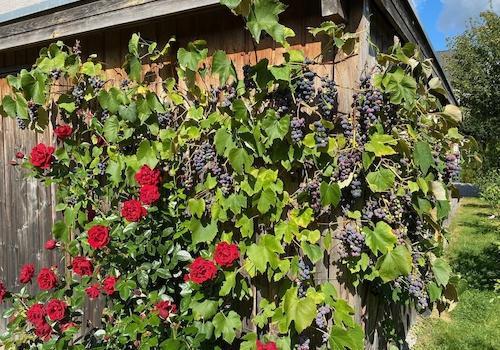 Schuppen mit Weinstock