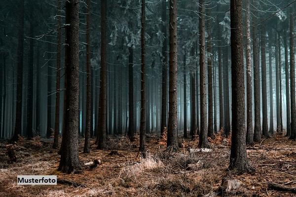 Keine Originalbilder