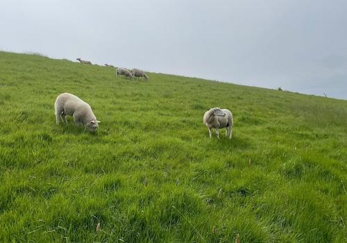 Schafe trifft man überall auf Eiderstedt