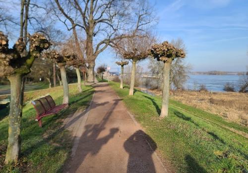 Rheindeich im Winter 1