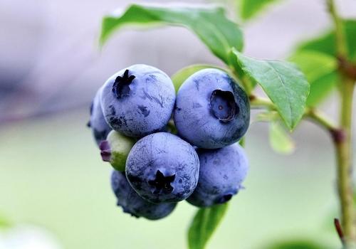 Pflücken am Straßenrand