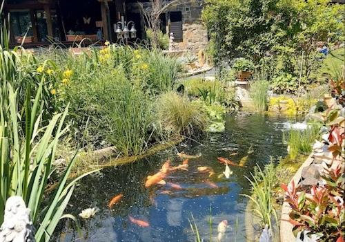 Gartenansicht mit Koiteich