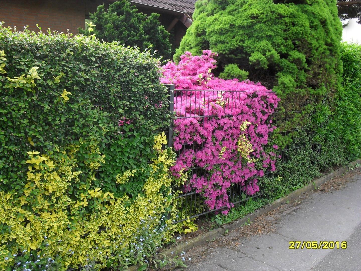 Bild vor dem Haus - Fußweg