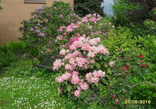 Impression aus d. Bauerngarten