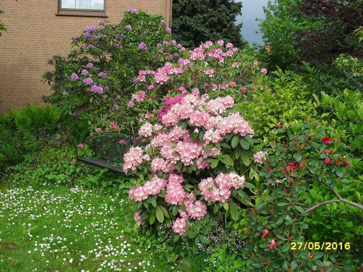 Impression aus d. Bauerngarten