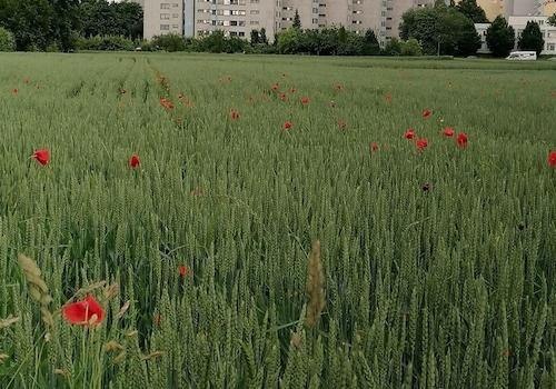 Blick auf die Wohnanlage