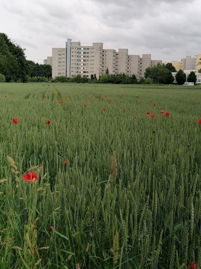 Blick auf die Wohnanlage
