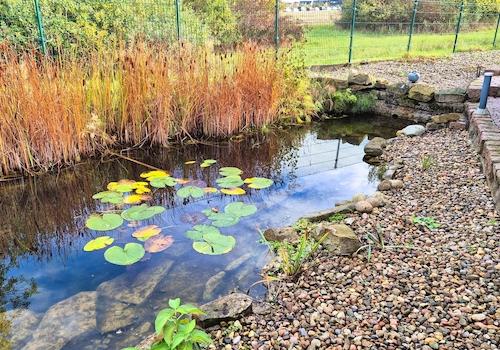 Teich mit Flachwasserzohne