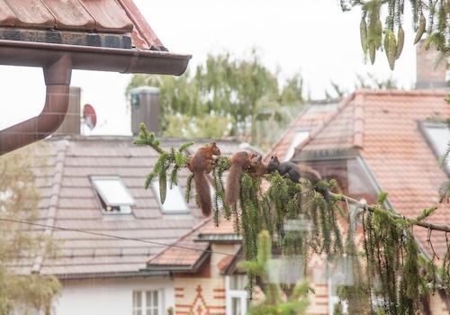 unsere Eichhörnchenfamilie