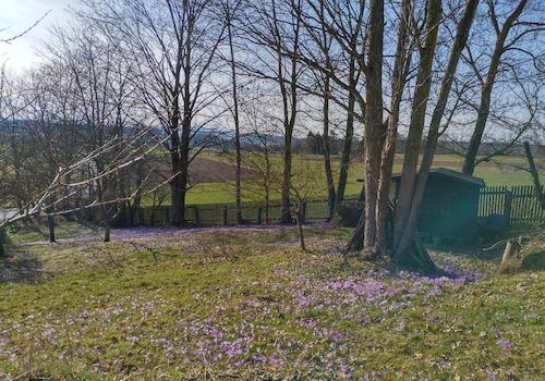 Krokuswiese im Frühling