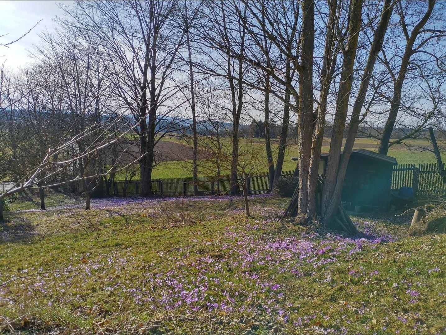 Krokuswiese im Frühling